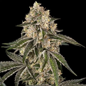 Sunset Peach > Sensi Seeds